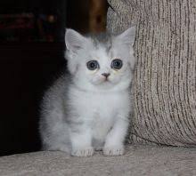 If you want to find people who have pets for sale, visit one of the numerous pet stores. Calgary Munchkin Cats Kittens For Sale Classifieds At Eclassifieds 4u