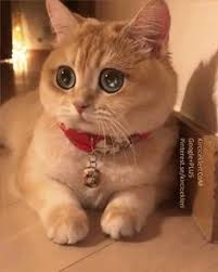 Cuties Sevimli Kediler Sevimli Hayvan Yavrulari Sevimli Kedi Yavrulari