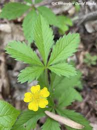 Image result for Potentilla simplex