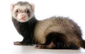 They love to play and interact with people! Beginner S Guide To Ferret Care Vetcare Pet Hospital