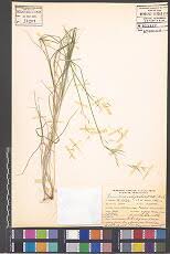 Image result for Aristida stipoides