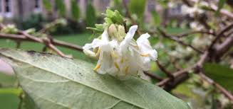 Winter honeysuckle is a delightful shrub for extending the seasons: Winter Flowering Honeysuckle University Parks