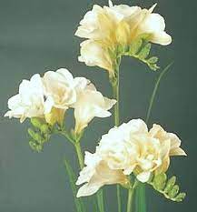 Fantastic Freesia Flowers 4 Gorgeous Varieties To Plant Freesia Flowers Plants Bulb Flowers