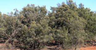 Image result for Casuarina verticillata