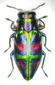 Image result for Micractis bojeri