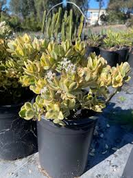 Image result for Crassula granvikii