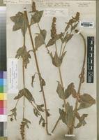 Image result for Lysimachia ruhmeriana