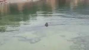 Maybe you would like to learn more about one of these? Karxarias Sto Porto Germeno Proshli 21 4 2014 Youtube