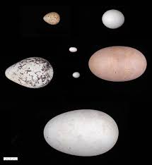 Bird Eggs With Brown Spots On Shell Why Do Bird Eggs Have Different Shapes Look To The Wings Why Do Birds Eggs Birds