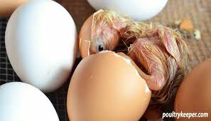 How do you make a homemade egg incubator? Guide To Incubation Humidity