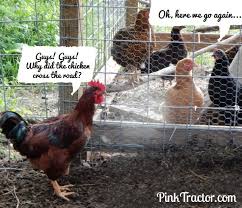 A Little Chicken Chuckle Chicken Funny Animals