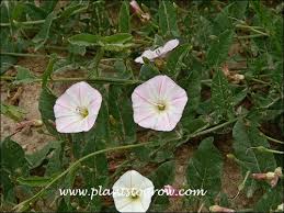 Image result for Convolvulaceae