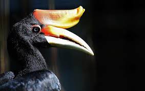 Burung cenderawasih biru merupakan burung langka yang berasal dari tanah papua. Burung Enggang Yang Juga Dikenali Sebagai Simbol Bumi Kenyalang Matakantaawani Indahnya Flora Dan Fauna Di Malaysia Foto Astro Awani