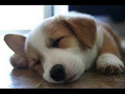 A number of vital tasks carried out during sleep help maintain good health and enable people. Puppies Falling Asleep Compilation Youtube