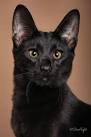 Black Savannah Cat & Blue or Spotted Savannahs | Savannah ...