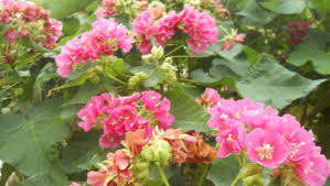 Image result for Dombeya burgessiae