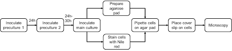 Determination Of Polyhydroxybutyrate Phb Content In