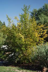 As it progresses, yellowing moves outward, eventually reaching young leaves, too. Why Are The Leaves On My Pomegranate Tree Turning Yellow