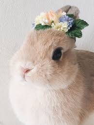 Pretty Bunny Animalesbebebonitos Pretty Bunny Susse Tiere Susse Tiere Zeichnen Susse Baby Tiere
