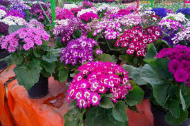 Check spelling or type a new query. Planta Liliacea De Flores Grandes Y Hermosas Planta Liliacea De Jardin De Flores Blancas Y Hermosas