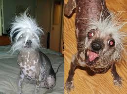 It has the best selection of beers in the sdsu/college area hands down. Mangy Mutts Battle It Out For Title Of World S Ugliest Dog