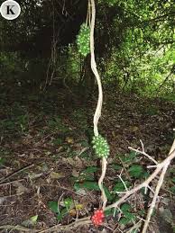 Image result for Lasiodiscus mannii