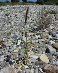 Image result for Setaria italica