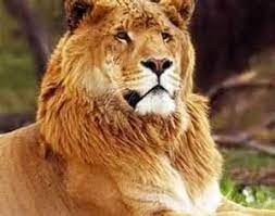 Over 100,000 english translations of spanish words and phrases. 22 Tigon And Ligar Ideas Wild Cats Big Cats Animals Beautiful