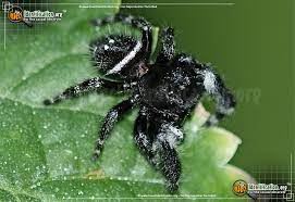 Black widow spider red back spider stock image download now. Bold Jumper Phidippus Audax