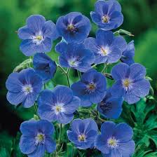 Image result for Geranium bohemicum Orhcid Blue