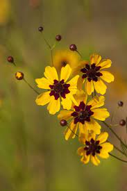 Alabama Coreopsis Tinctoria Wildflowers Yellow Wildflowers Wildflowers Photography Coreopsis Flower