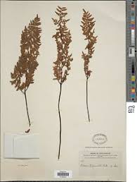 Image result for Pellaea angulosa