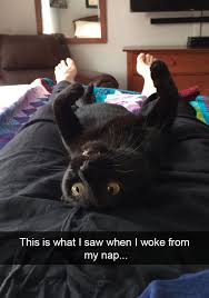17 Funny Cat Memes Cute Cats Kitty Kitten Lustige Katzen Katze Lustig Katzen Witze