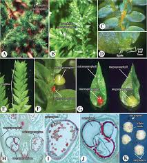 Image result for Lycopodiaceae