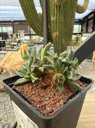 Image result for Nananthus vittatus