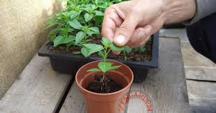 Biber Nasil Fidelenir Organik Bahcecilik Bitki Bahce Bitkileri