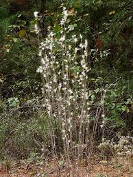 Image result for Andropogon eucomus