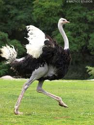 Bird That Looks Like An Ostrich Ostrich Running Wpz P7238003r3 Ostrich Running Ostriches Animals Wild