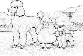 All images found here are believed to be in the public domain. Dog Coloring Pages By Yuckles Poodle Drawing Dog Coloring Page Dog Coloring