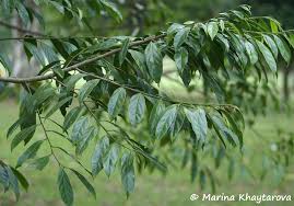 Image result for Strombosia