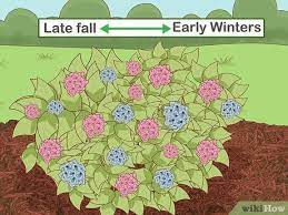 How To Prepare Hydrangeas For Winter Planting Hydrangeas Hydrangea Potted Hydrangea