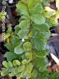 Image result for Combretum engleri