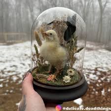 My chicken has been limping for the past few days and I noticed this