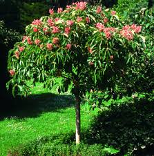 Discover our extensive dwarf flowering cherry collection at zebo; Dwarf Chestnut Jpg Trees Direct