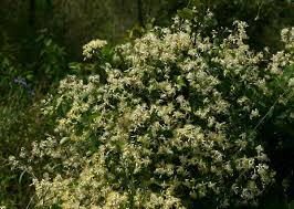 Image result for Clematis brachiata