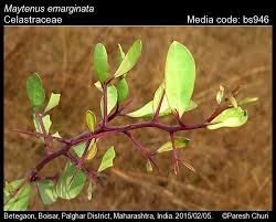 Image result for Gymnosporia matoboensis