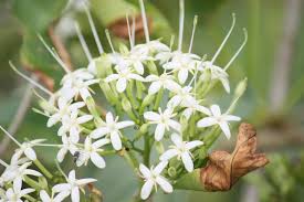 Image result for Pavetta sp. B