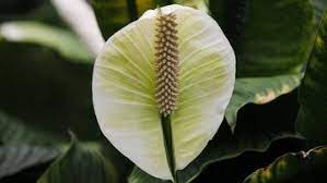 Seperti makan ayam penyet, harus ada lalapan biar ada ternyata tanaman cantik ini namanya peace lily. Tak Perlu Jual Rumah Ini 10 Tanaman Hias Cantik Murah Meriah