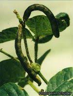 Image result for Vigna radiata