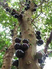 You can eat them fresh, make jam, or freeze to enjoy all year. Jabuticaba Wikipedia